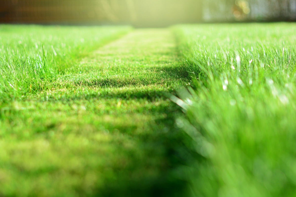 Golfgreen Nitrogrow+ Premium Nitrogen Enriched Sun and Shade Grass Seed with Fertilizer, 14-0-0, 1.2kg