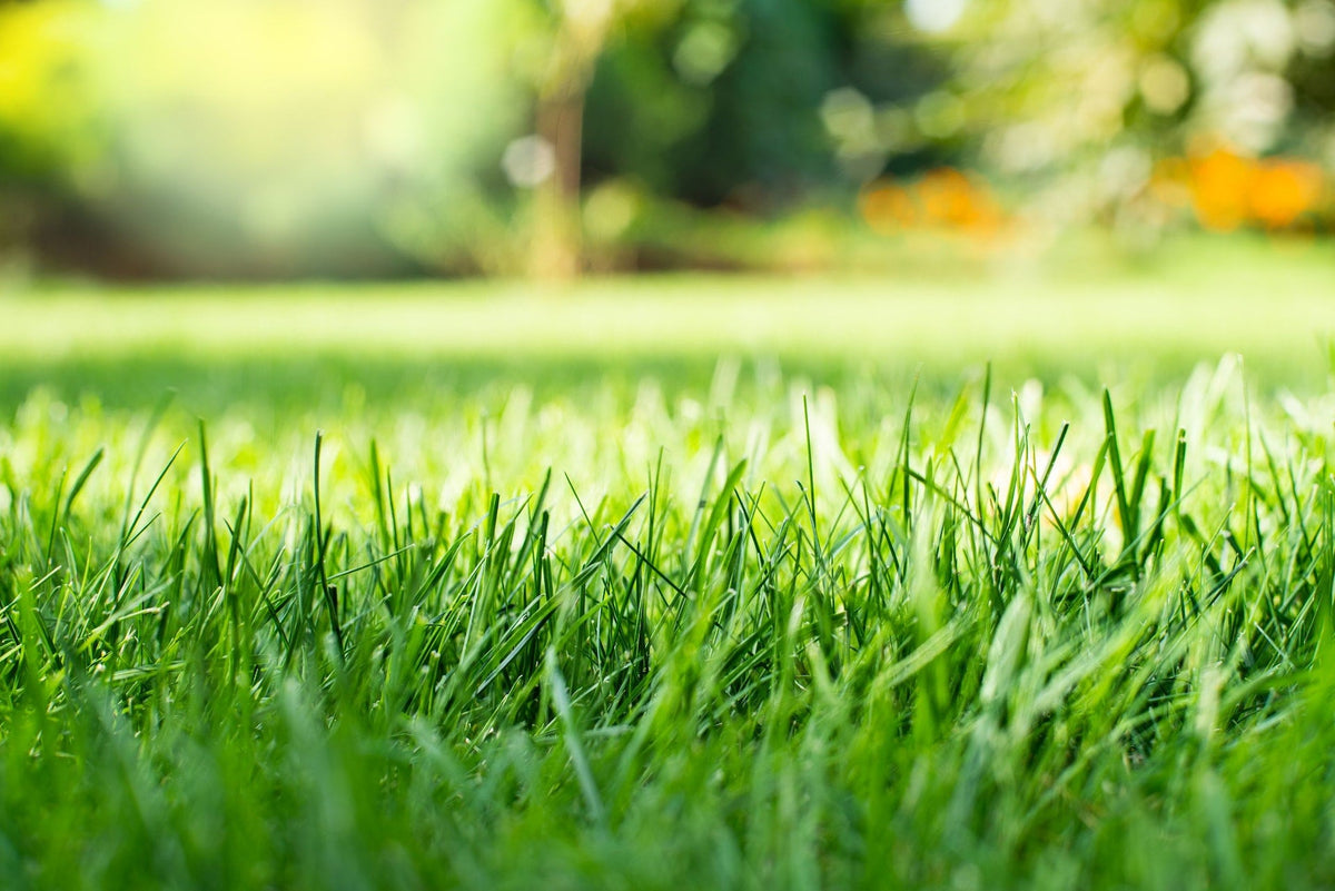 Golfgreen Nitrogrow+ Premium Nitrogen Enriched Sun and Shade Grass Seed with Fertilizer, 14-0-0, 1.2kg